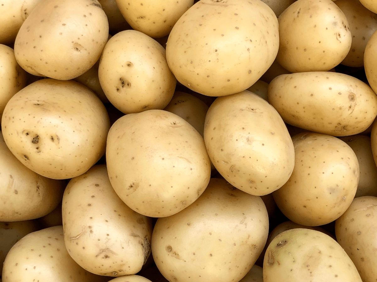 Safra de batata 2025: produtividade histórica, preços no chão e o alerta que o campo não pode ignorar